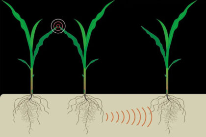 Plant Talk - Shafqat Writes